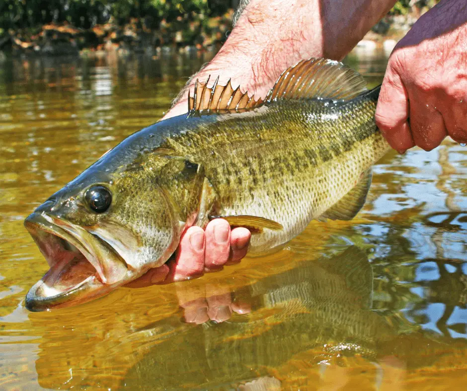 Mastering Bass Fishing: Spring to Summer Transition Strategies