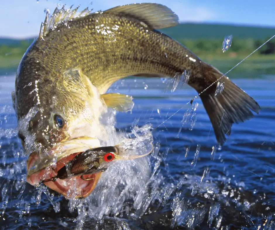 Baitfish for Bass: Search, Suspend or Sink Crankbaits - Game & Fish
